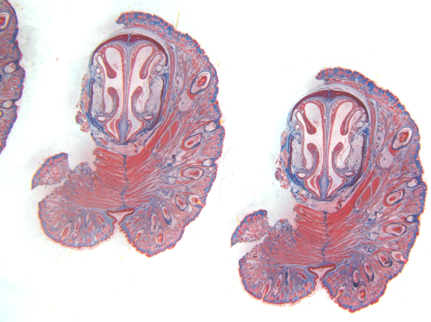 Trichrome-stained cross-section of a spiny mouse muzzle after whisker pad injury