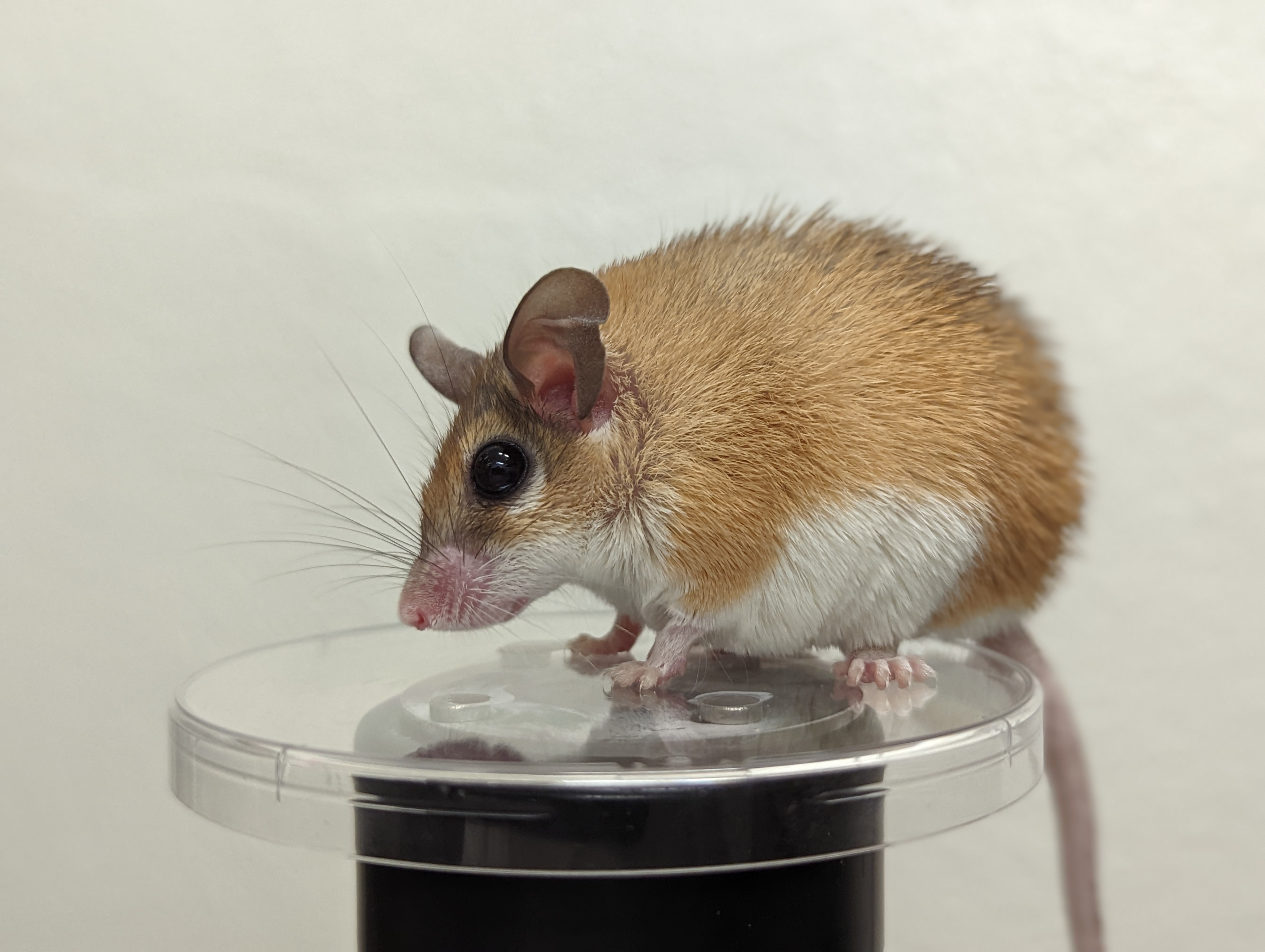 An African spiny mouse (Acomys cahirinus) standing on a clear platform