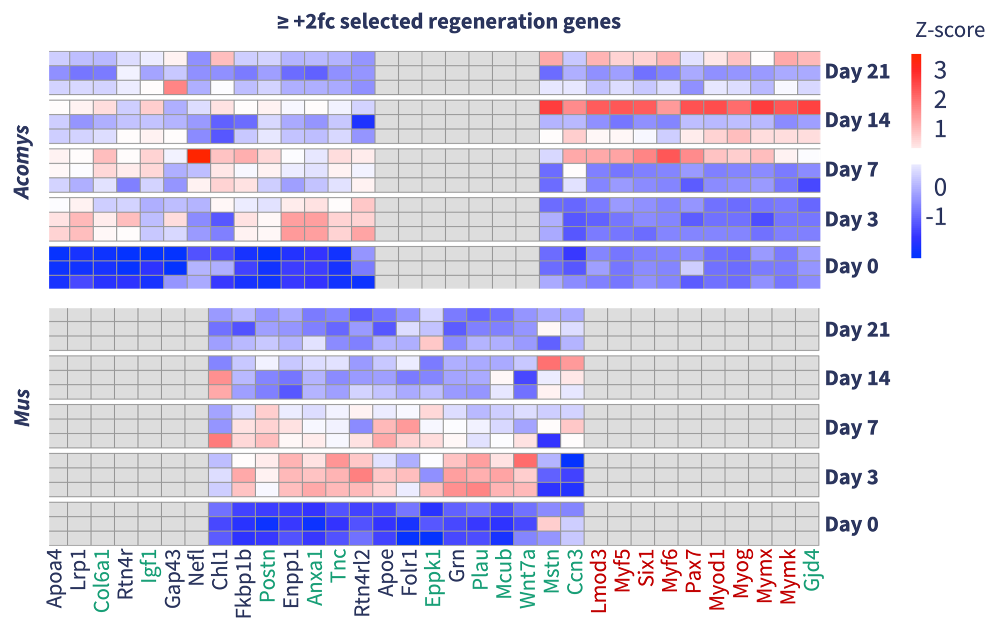 Heatmap of selected regeneration genes across days 0 to 21 after injury, comparing Acomys with Mus