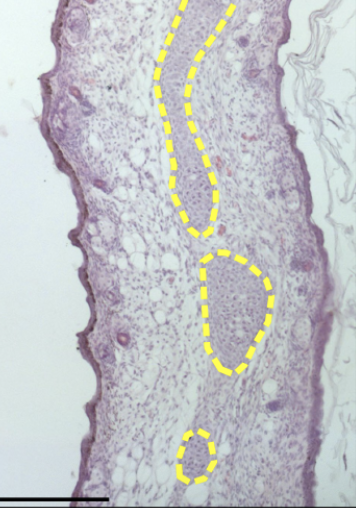 Publication Thumbnail