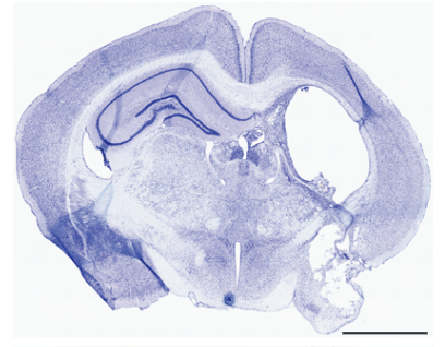 Publication Thumbnail