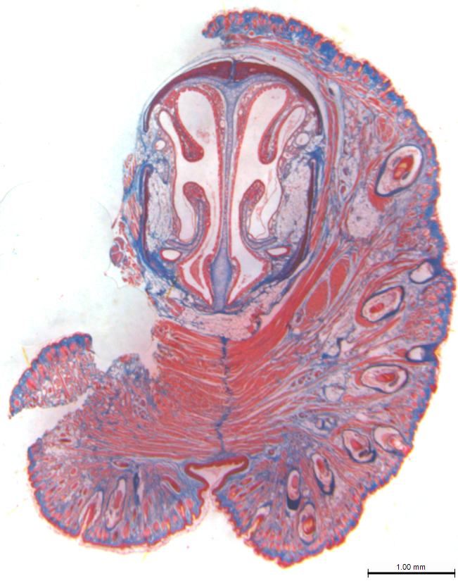 Publication Thumbnail